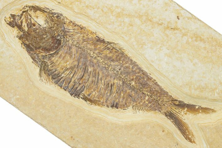 Detailed Fossil Fish (Knightia) - Wyoming #345384